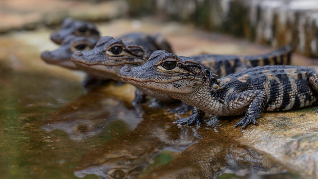 Baby alligators, small problems that will grow