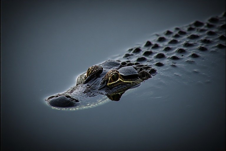 An alligator barely visible beneath the surface of dark still water
